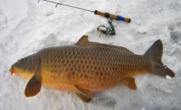 crapi - 224articolecrapiarna.jpg